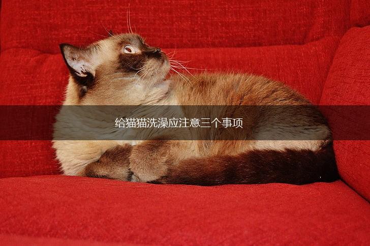 给猫猫洗澡应注意三个事项,第1张
