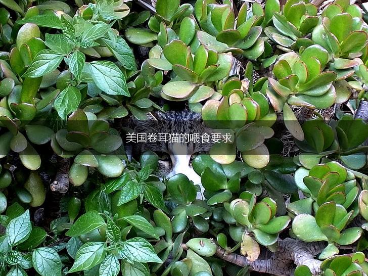 美国卷耳猫的喂食要求,第1张