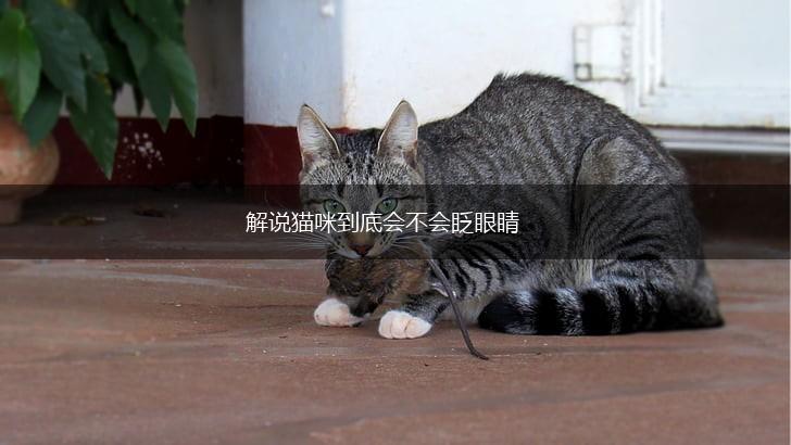 解说猫咪到底会不会眨眼睛,第1张