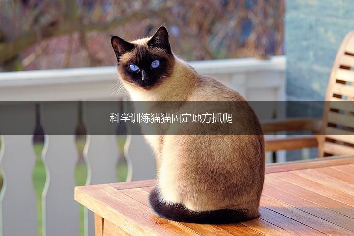 科学训练猫猫固定地方抓爬,第1张