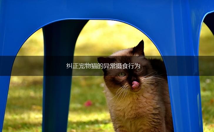 纠正宠物猫的异常摄食行为,第1张 纠正宠物猫的异常摄食行为,第1张
