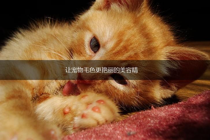 让宠物毛色更艳丽的美容精,第1张 让宠物毛色更艳丽的美容精,第1张