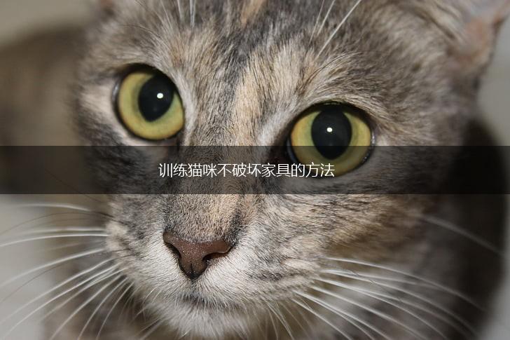 训练猫咪不破坏家具的方法,第1张