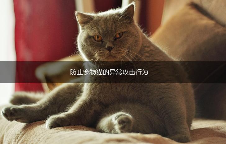 防止宠物猫的异常攻击行为,第1张