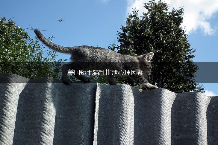 美国短毛猫乱排泄心理因素,第1张 美国短毛猫乱排泄心理因素,第1张