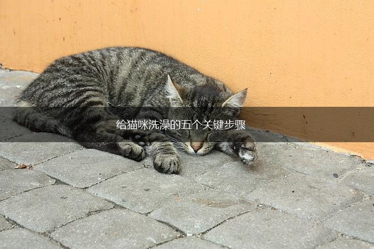 给猫咪洗澡的五个关键步骤,第1张 给猫咪洗澡的五个关键步骤,第1张