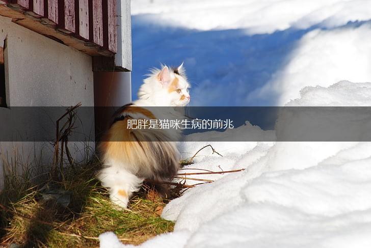 肥胖是猫咪生病的前兆,第1张 肥胖是猫咪生病的前兆,第1张