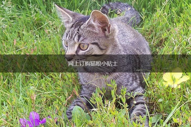 网上订购猫粮小贴士,第1张 网上订购猫粮小贴士,第1张