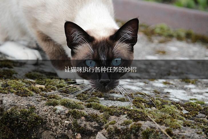 让猫咪执行各种任务的妙招,第1张