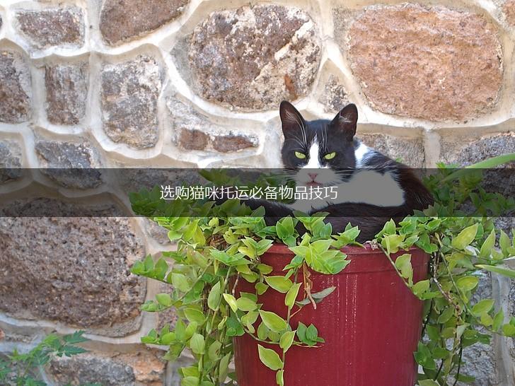 选购猫咪托运必备物品技巧,第1张