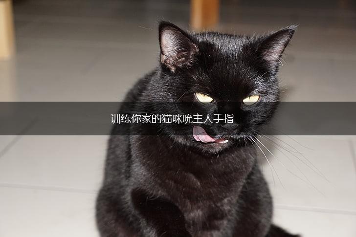 训练你家的猫咪吮主人手指,第1张