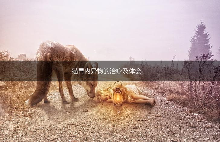 猫胃内异物的治疗及体会,第1张