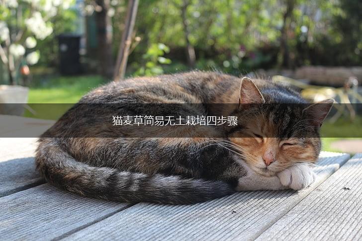 猫麦草简易无土栽培四步骤,第1张
