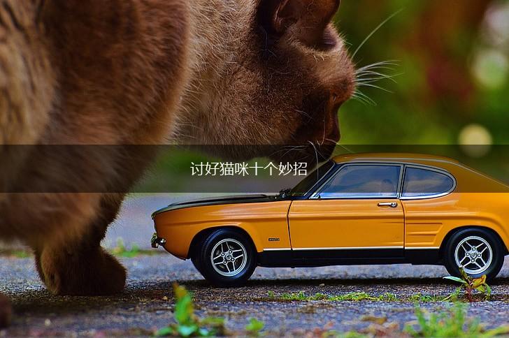 讨好猫咪十个妙招,第1张