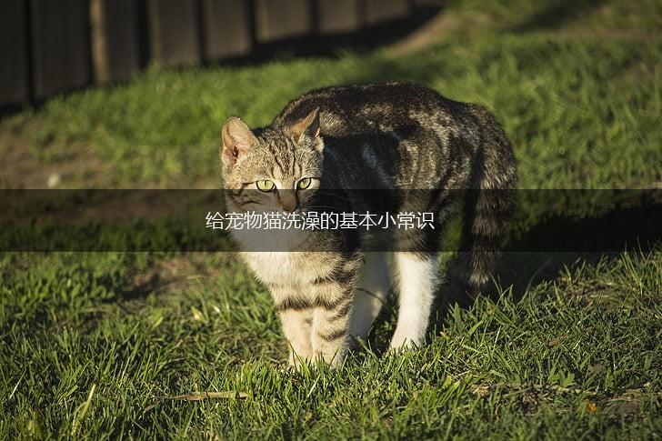 给宠物猫洗澡的基本小常识,第1张 给宠物猫洗澡的基本小常识,第1张