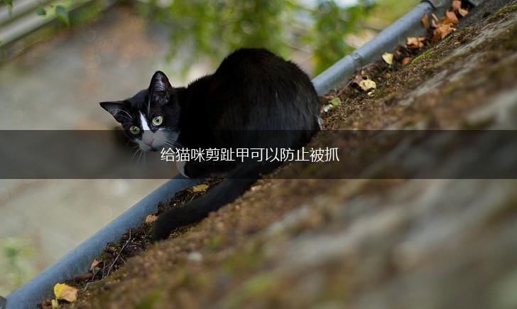 给猫咪剪趾甲可以防止被抓,第1张 给猫咪剪趾甲可以防止被抓,第1张