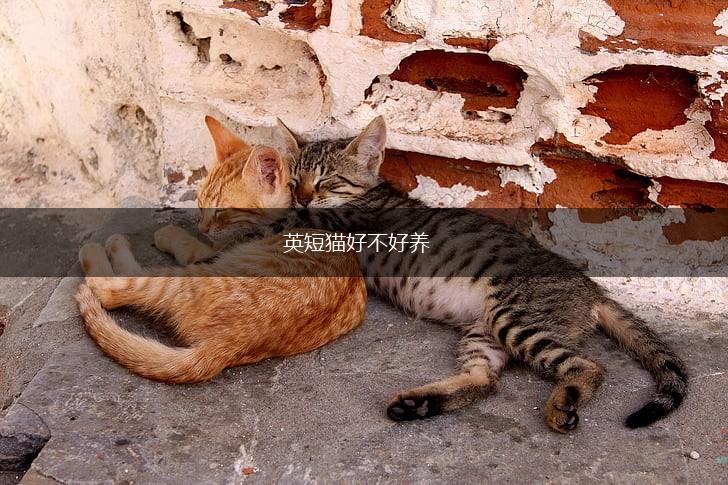 英短猫好不好养,第1张