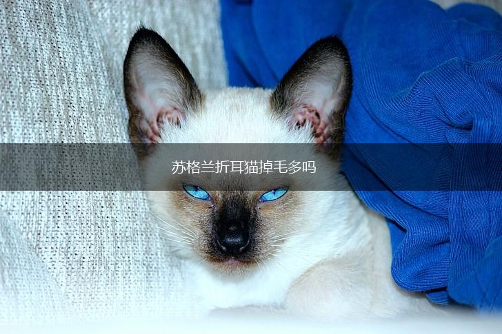 苏格兰折耳猫掉毛多吗,第1张