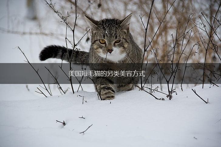 美国短毛猫的另类美容方式,第1张