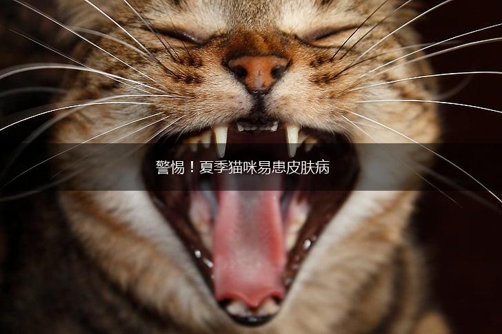 警惕！夏季猫咪易患皮肤病,第1张
