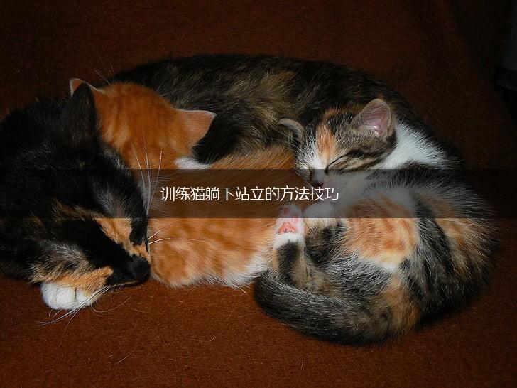 训练猫躺下站立的方法技巧,第1张