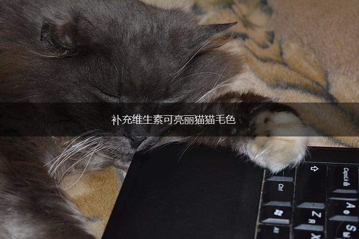 补充维生素可亮丽猫猫毛色,第1张