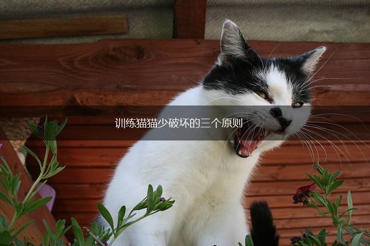 训练猫猫少破坏的三个原则,第1张