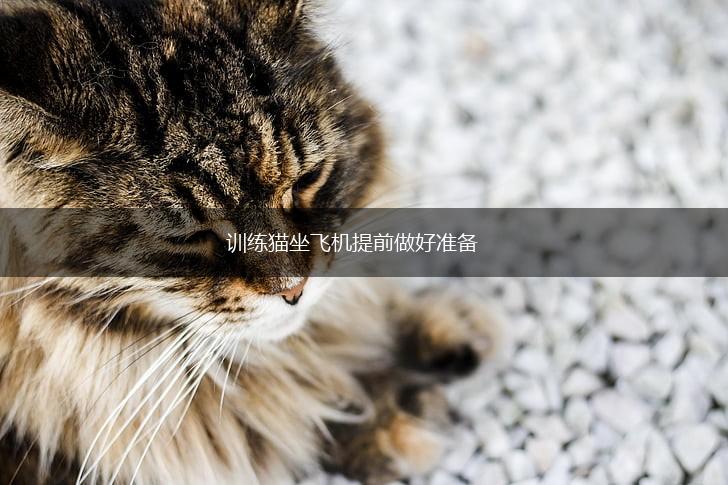 训练猫坐飞机提前做好准备,第1张