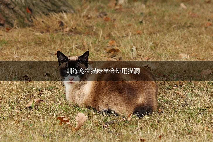 训练宠物猫咪学会使用猫洞,第1张 训练宠物猫咪学会使用猫洞,第1张