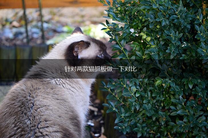 针对两款猫抓板做一下对比,第1张