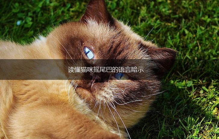 读懂猫咪摇尾巴的语言暗示,第1张