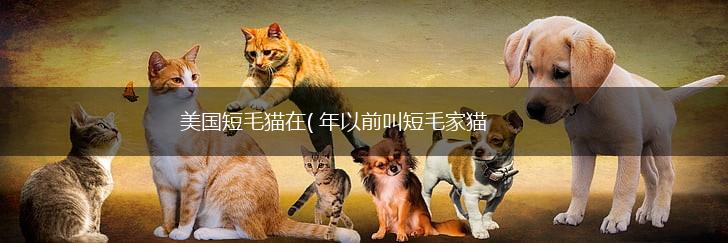 美国短毛猫在( 年以前叫短毛家猫,第1张