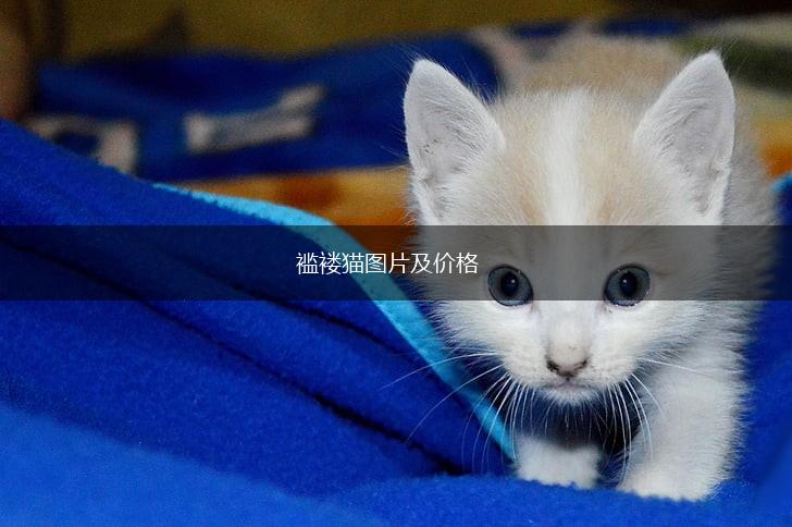 褴褛猫图片及价格,第1张