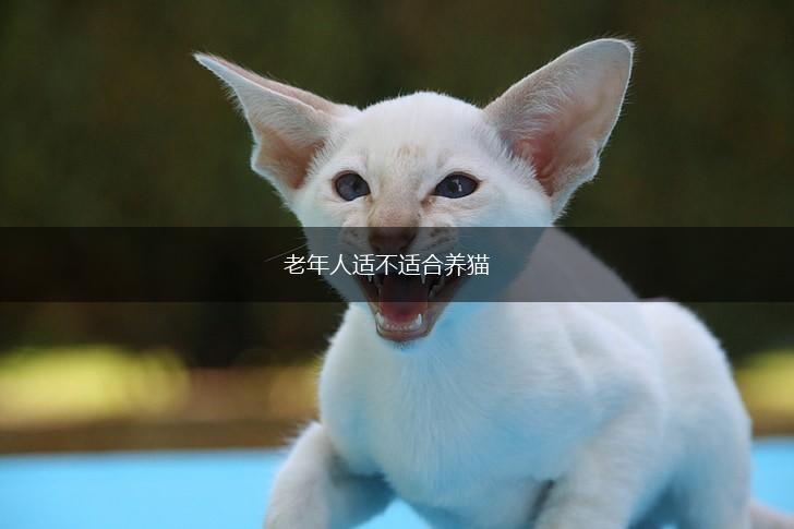 老年人适不适合养猫,第1张