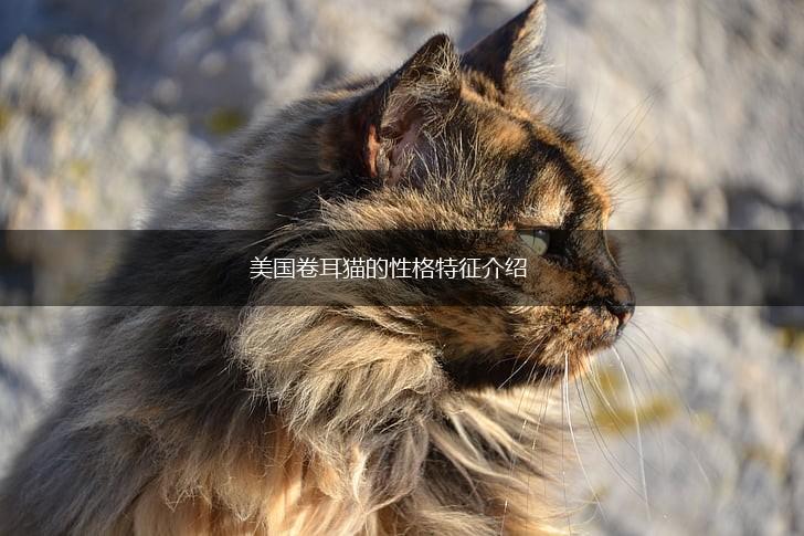 美国卷耳猫的性格特征介绍,第1张