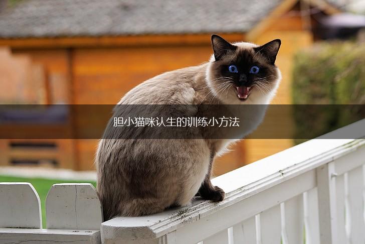 胆小猫咪认生的训练小方法,第1张