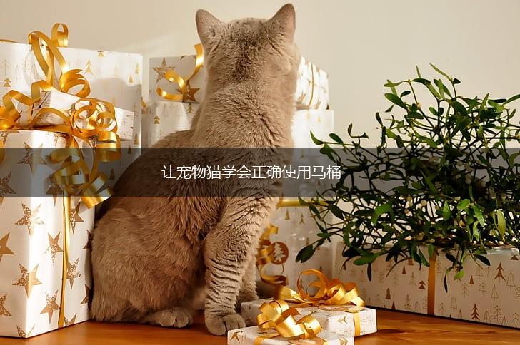 让宠物猫学会正确使用马桶,第1张