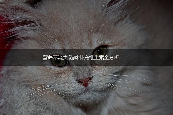 营养不流失 猫咪补充维生素全分析,第1张