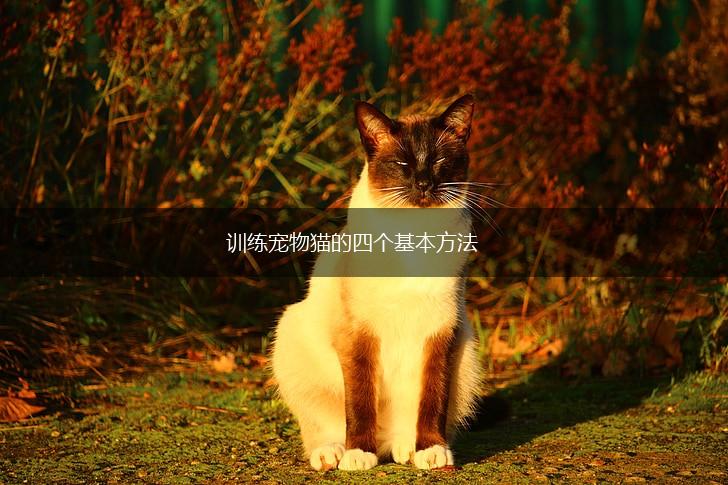 训练宠物猫的四个基本方法,第1张