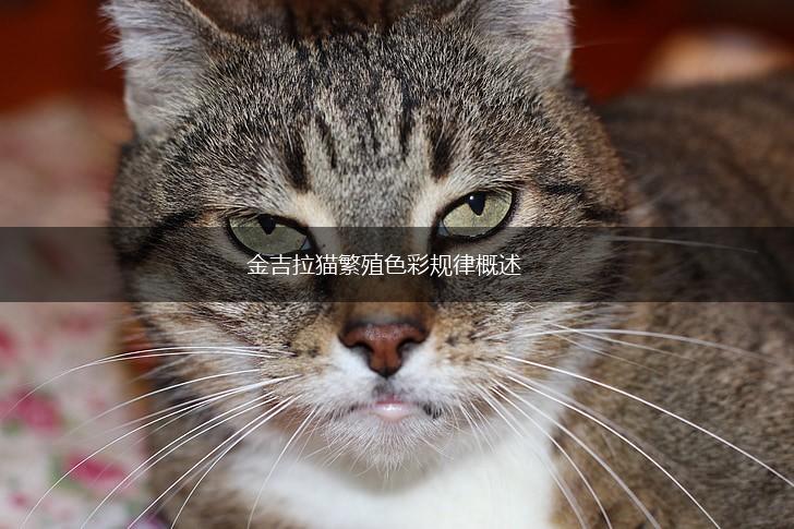 金吉拉猫繁殖色彩规律概述,第1张