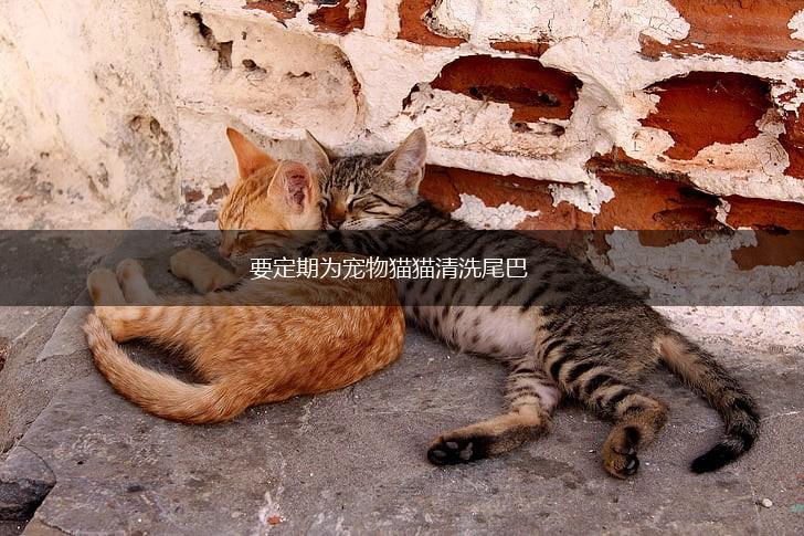 要定期为宠物猫猫清洗尾巴,第1张