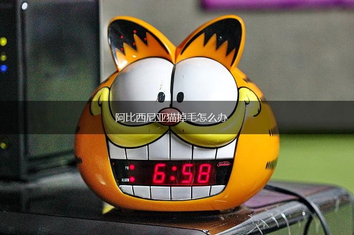 阿比西尼亚猫掉毛怎么办,第1张