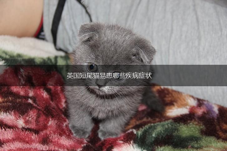 英国短尾猫易患哪些疾病症状,第1张