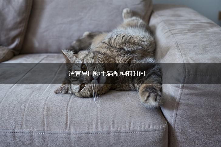 适宜异国短毛猫配种的时间,第1张