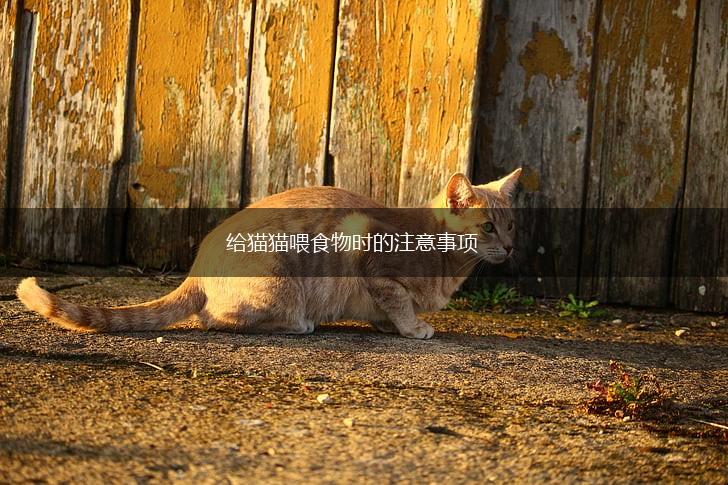 给猫猫喂食物时的注意事项,第1张