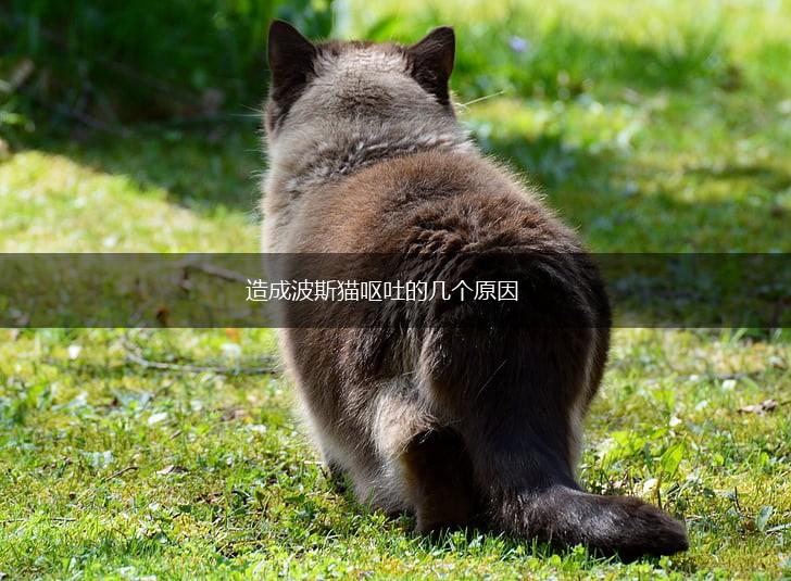 造成波斯猫呕吐的几个原因,第1张