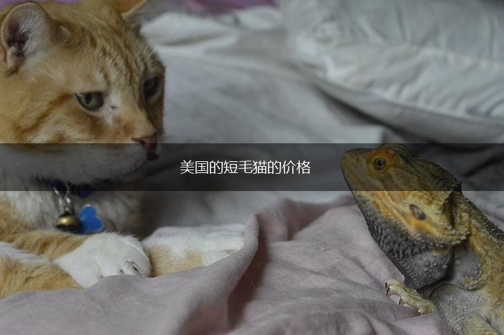 美国的短毛猫的价格,第1张 美国的短毛猫的价格,第1张