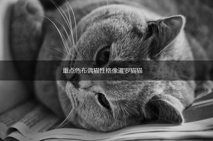 重点色布偶猫性格像暹罗猫猫,第1张