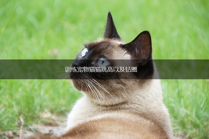 训练宠物猫猫跳高以及钻圈,第1张