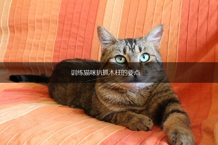 训练猫咪扒抓木柱的要点,第1张